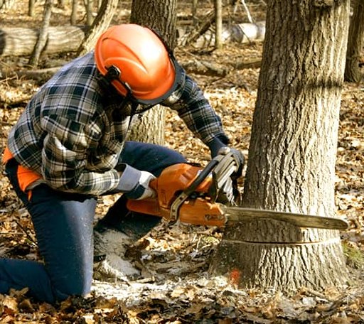 Tree Removal in Brook Park, MN